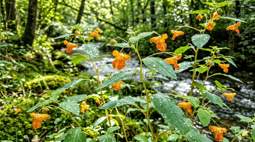 Jewelweed